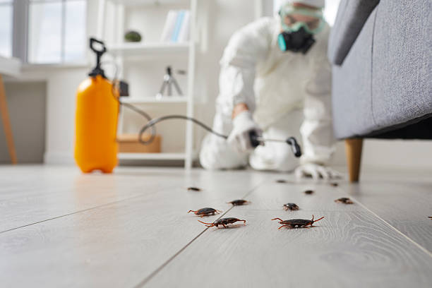 Commercial Rodent Management in Tornado